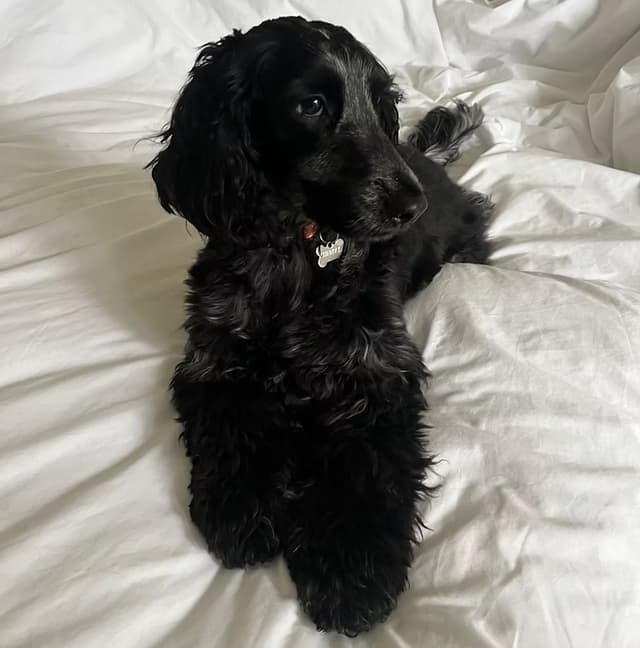 Oreo, a beautiful Show Cocker Spaniel